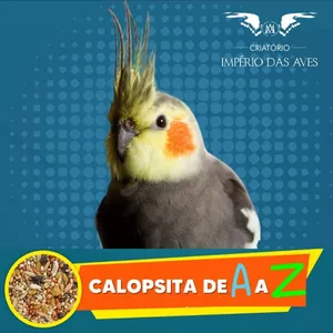 Curso Calopsita de A a Z é Bom e Vale a Pena? Veja Reclamações
