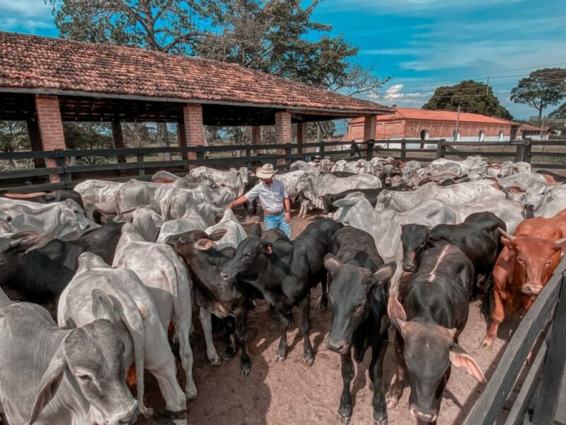 Curso Recria Intensiva funciona mesmo