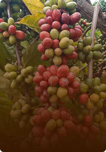 Curso Adubação para Altas Produtividades: Café é Bom