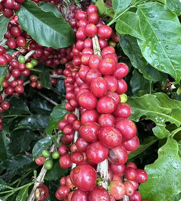 Curso Adubação para Altas Produtividades: Café é bom vale a pena