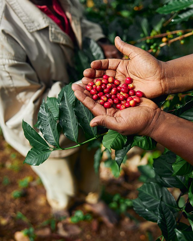 Curso Adubação para Altas Produtividades: Café reclame aqui é confiável