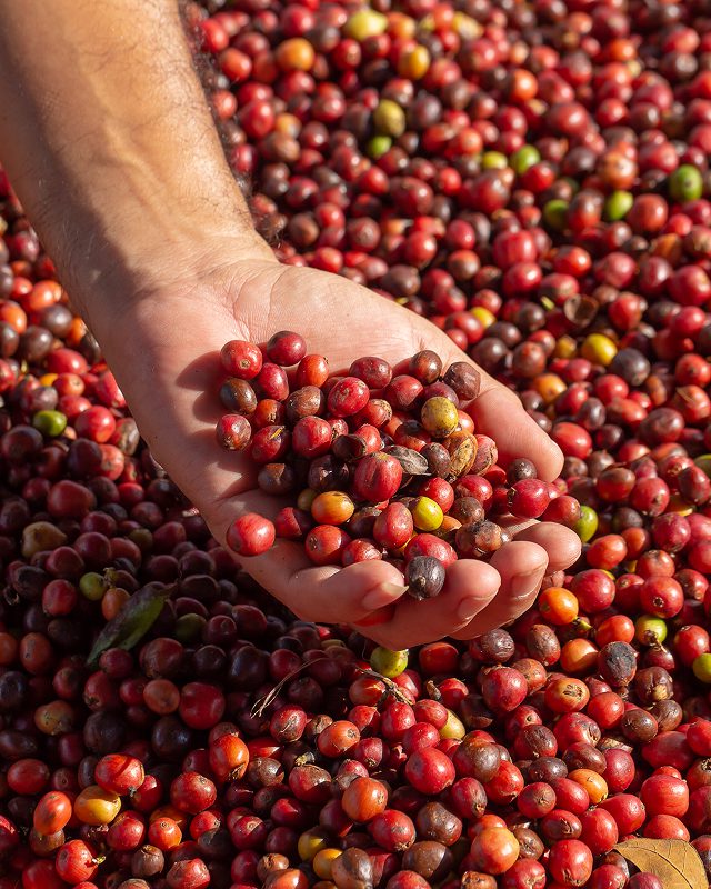 Curso Adubação para Altas Produtividades: Café site-oficial-comprar