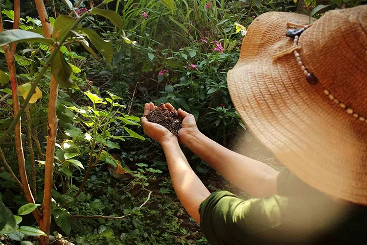 Curso O Maravilhoso Mundo dos Jardins Agroecológicos é bom vale a pena