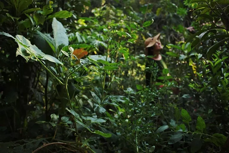 Curso O Maravilhoso Mundo dos Jardins Agroecológicos reclame aqui é confiável